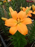 [5107 Ravello VH No01.JPG]